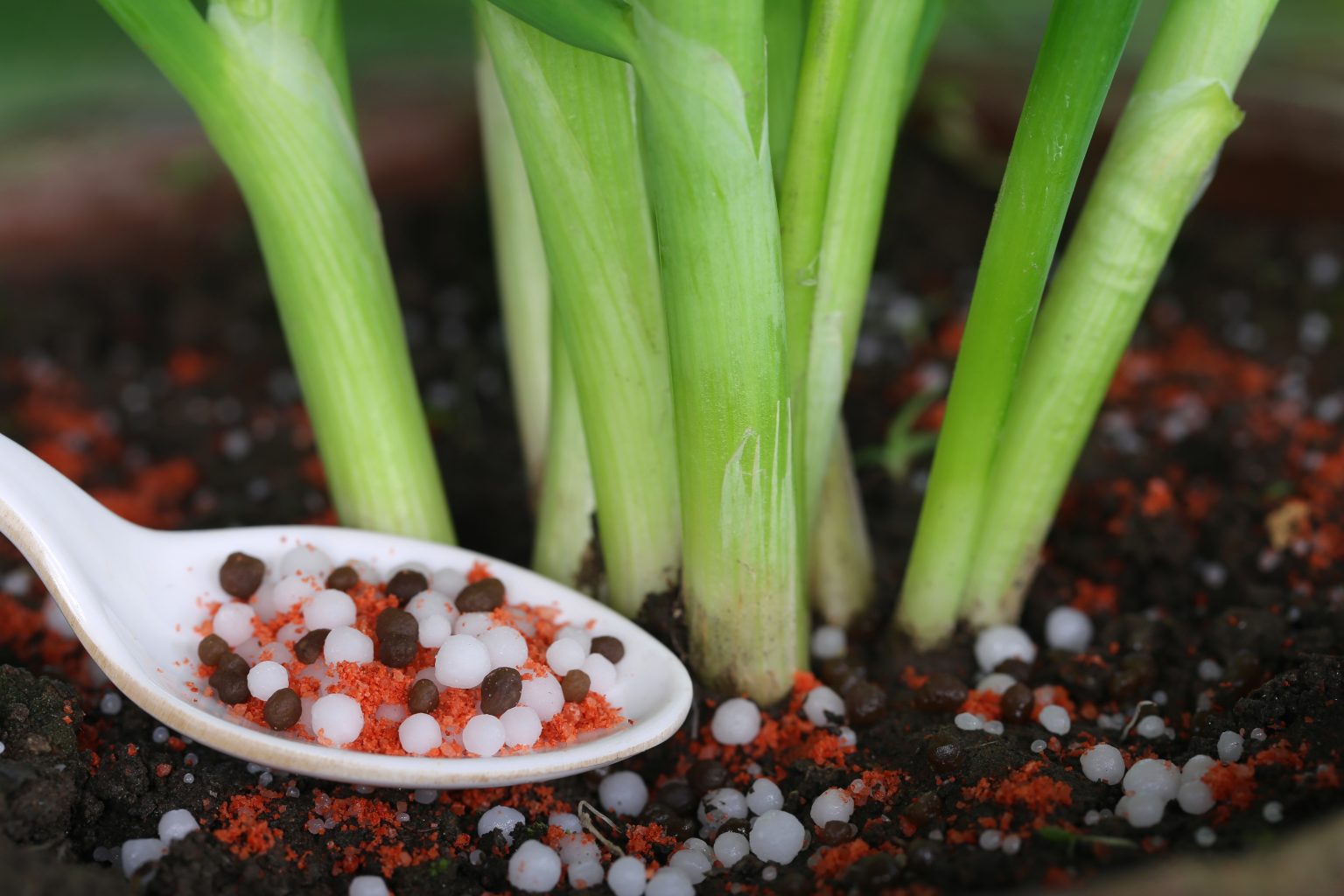 Onion plant with chemical fertilizer made of potassium hydroxide