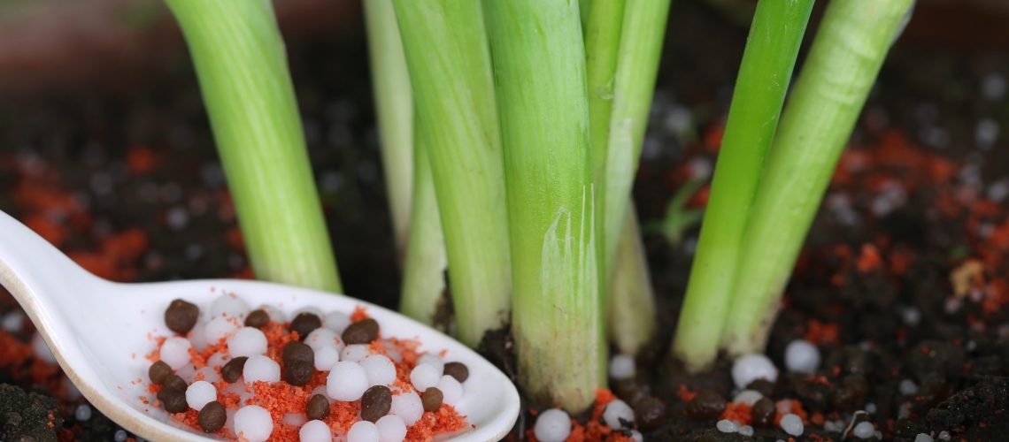 Onion plant with chemical fertilizer made of potassium hydroxide
